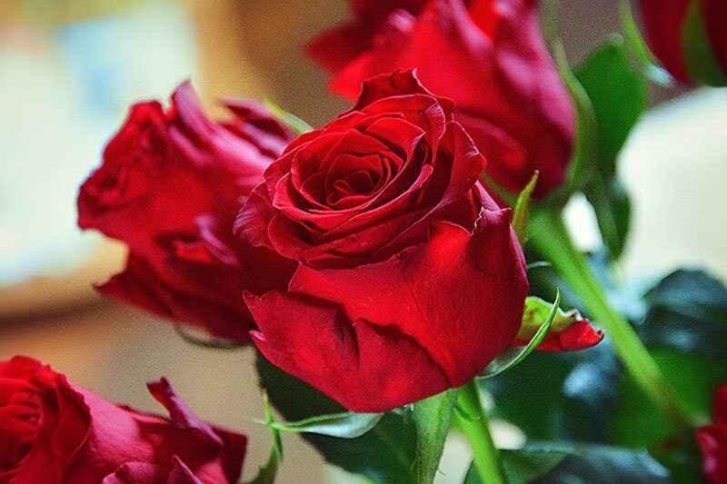 Valentine's Day Flowers 2026