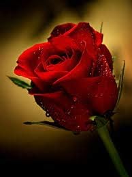 Mother's Day Fresh Red Roses & Blue Iris Bouquet - Delivered UK