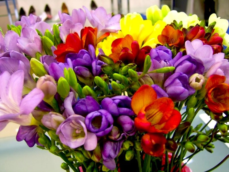 Mother's Day Mix Freesia Bouquet - Fresh Flowers Delivered UK