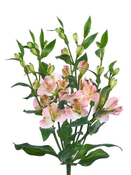 lstroemeria flowers hand-tied bouquet eco-friendly packaging