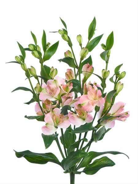 Fresh Alstroemeria Bouquet: Hand-Tied Floral Arrangement - Next Day Delivery UK - Freshness Flowers