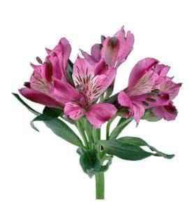 Fresh Alstroemeria Bouquet: Hand-Tied Floral Arrangement - Next Day Delivery UK - Freshness Flowers