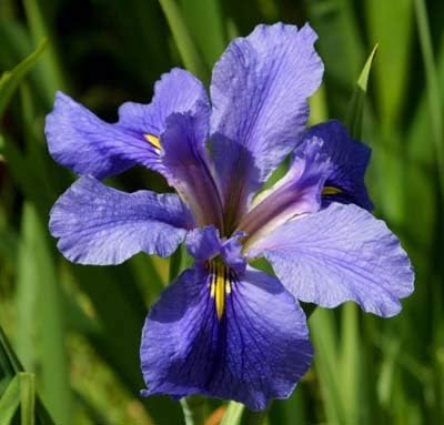 Blue Iris Bouquet – 30 Stems