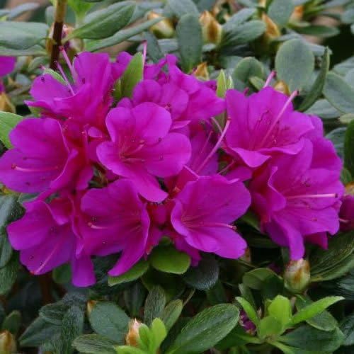 Azalea 'Geisha Purple' Plant in Pot – Japanese Evergreen Flowering Shrub – Hardy Outdoor Garden Plant for Borders, Beds & Containers