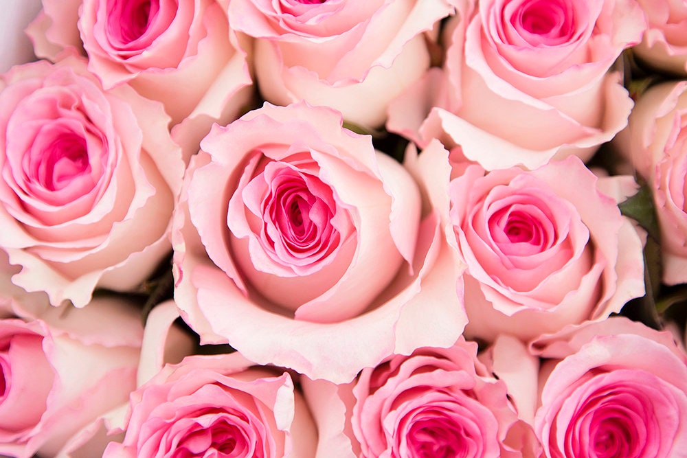 Luxury pink roses bouquet anniversary birthday gift UK delivery