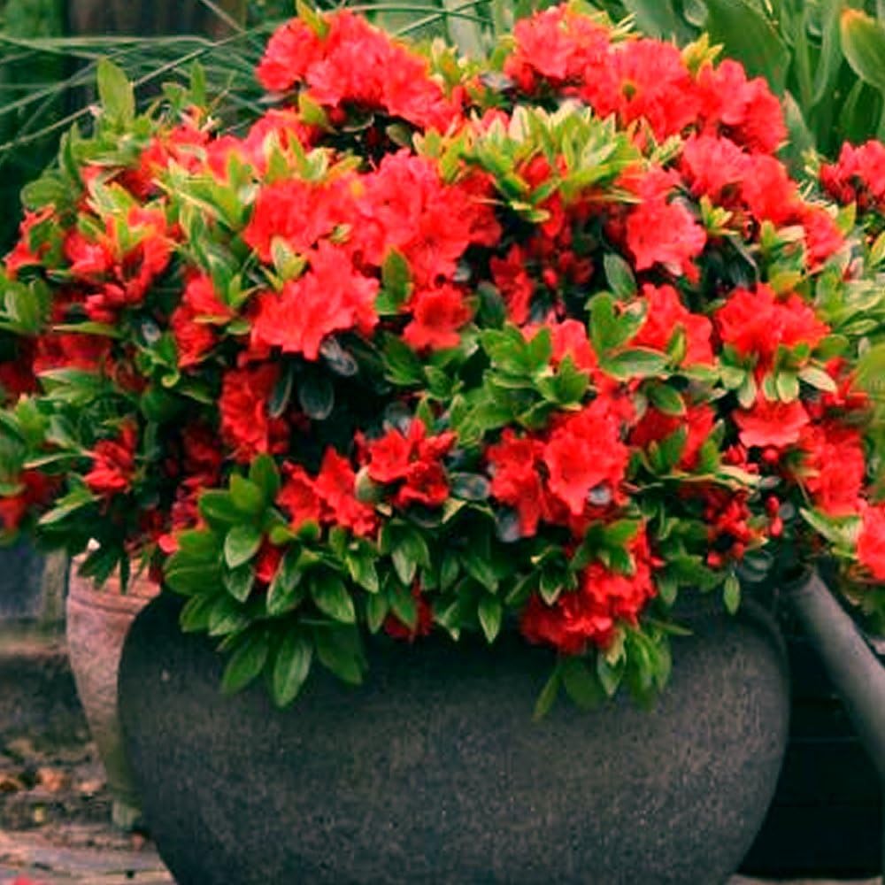 Red Azalea Japanese Evergreen Shrub - Hardy Garden Plant in Grower's Pot (9cm Pot, 20-30cm)