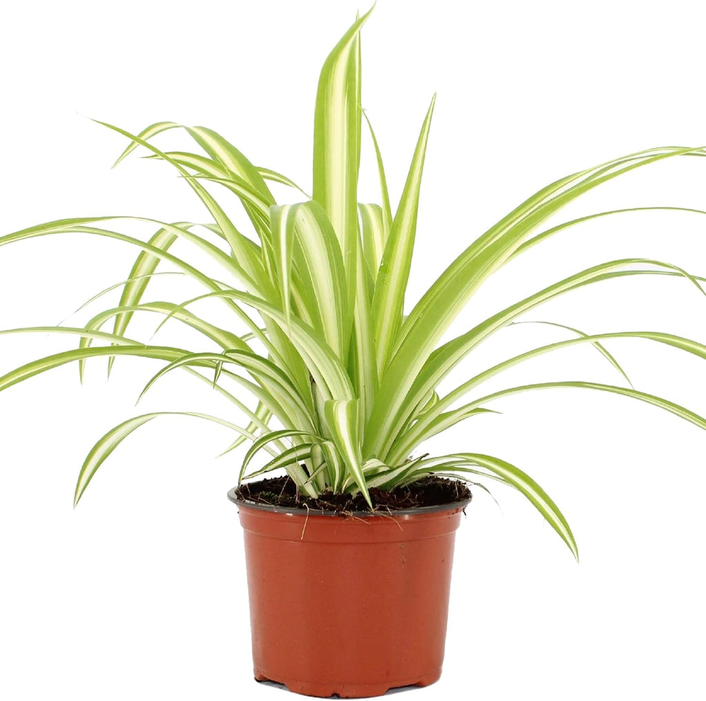 Chlorophytum Variegatum Spider Plant (20-30cm)