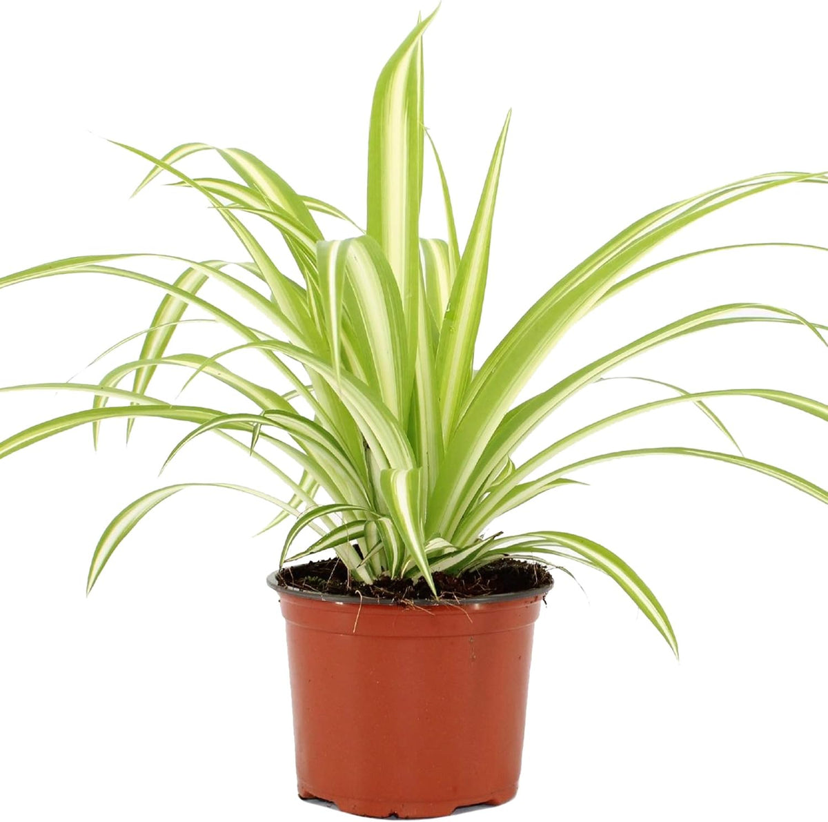 Chlorophytum Variegatum Spider Plant (20-30cm)