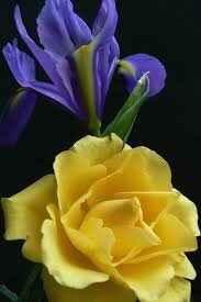 Yellow Roses Blue Iris Bouquet – Hand-Tied Fresh Flowers for Birthday, Anniversary, or Thank You