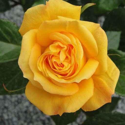 Yellow Roses Blue Iris Bouquet – Hand-Tied Fresh Flowers for Birthday, Anniversary, or Thank You