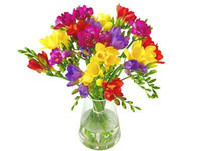 Mother's Day Mix Freesia Bouquet - Fresh Flowers Delivered UK