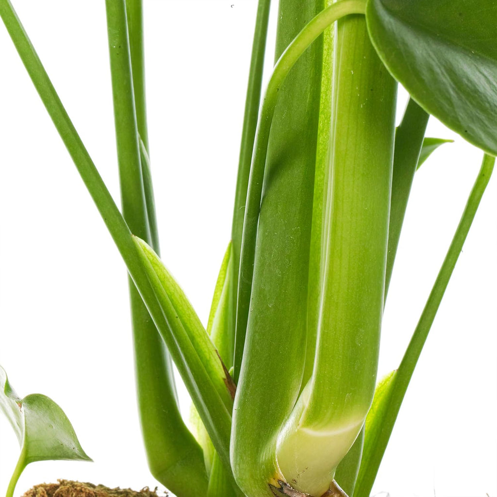 Monstera Swiss Cheese Plant - Air-Purifying Houseplant (40-50cm Incl. Pot)