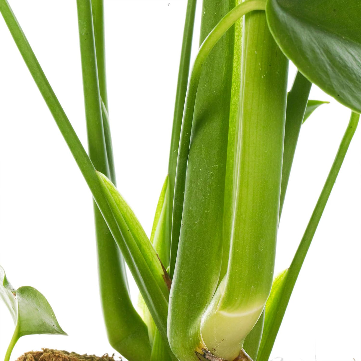 Monstera Swiss Cheese Plant - Air-Purifying Houseplant (40-50cm Incl. Pot)