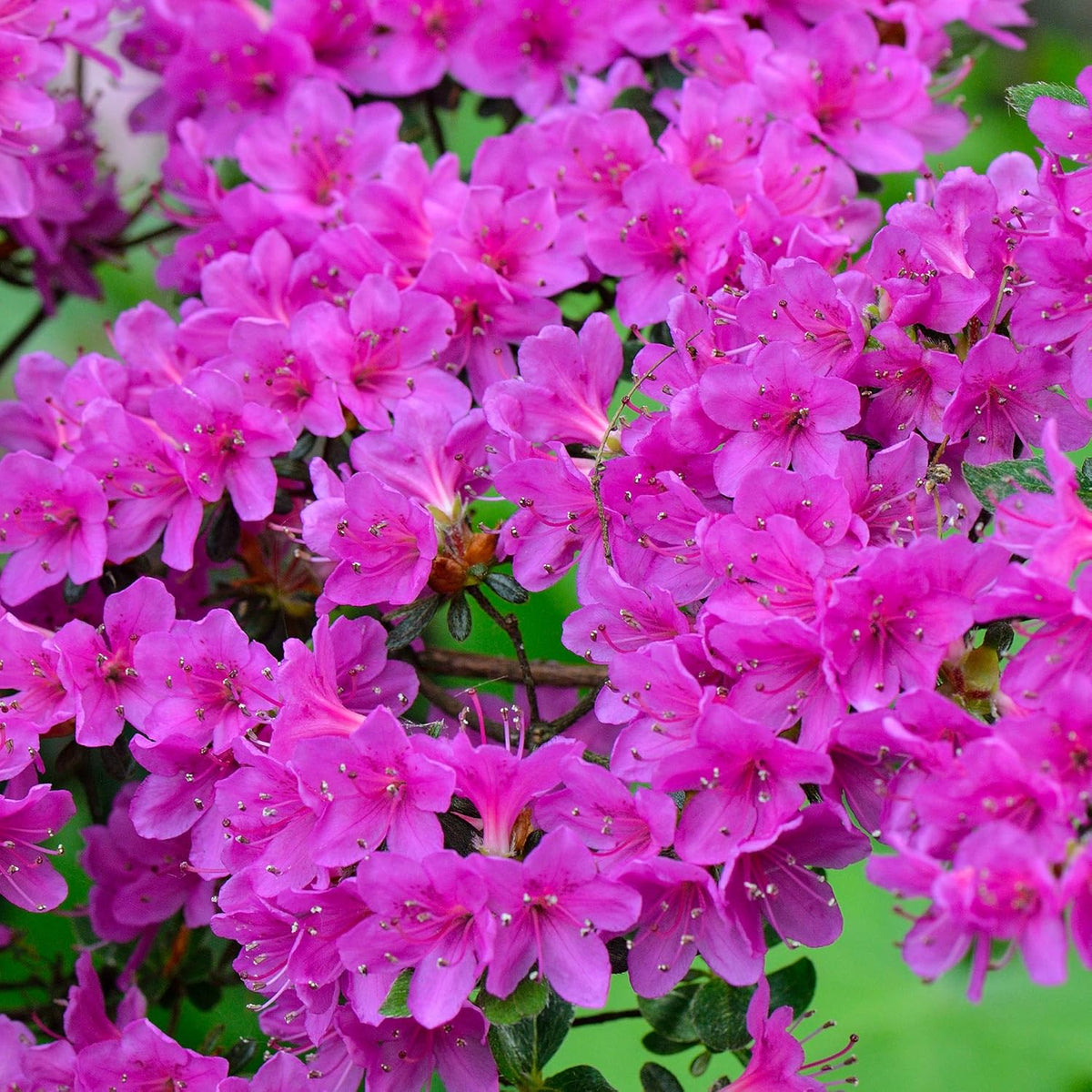 Azalea 'Geisha Purple' Plant in Pot – Japanese Evergreen Flowering Shrub – Hardy Outdoor Garden Plant for Borders, Beds & Containers