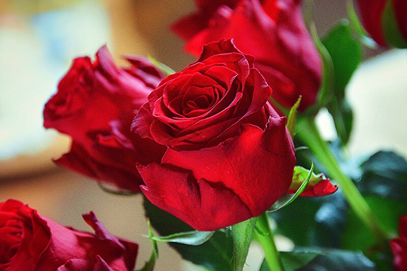 Luxury red roses bouquet close up premium quality