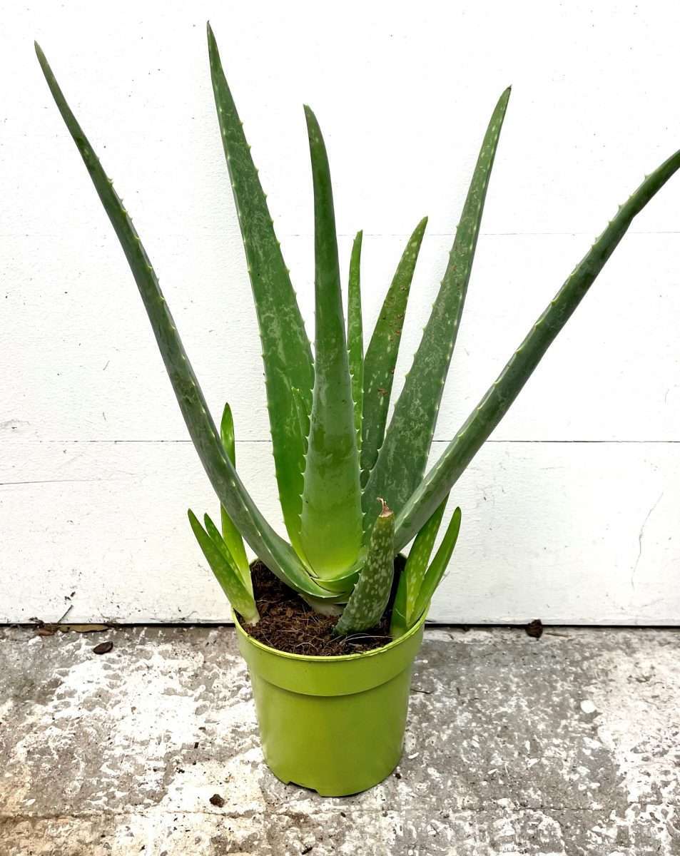 Aloe vera
