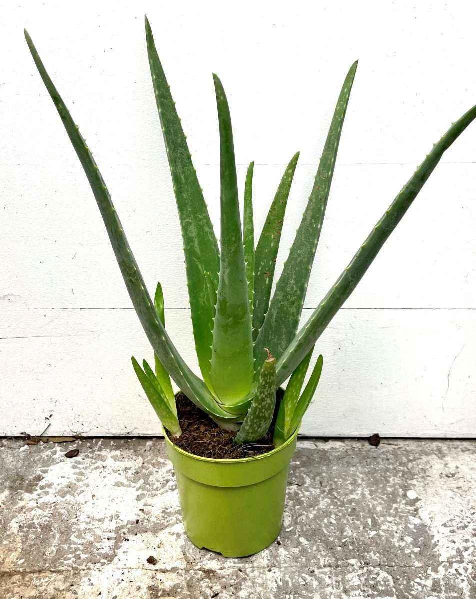 Aloe Vera Plant for Natural Healing and Home Decor - Freshness Flowers