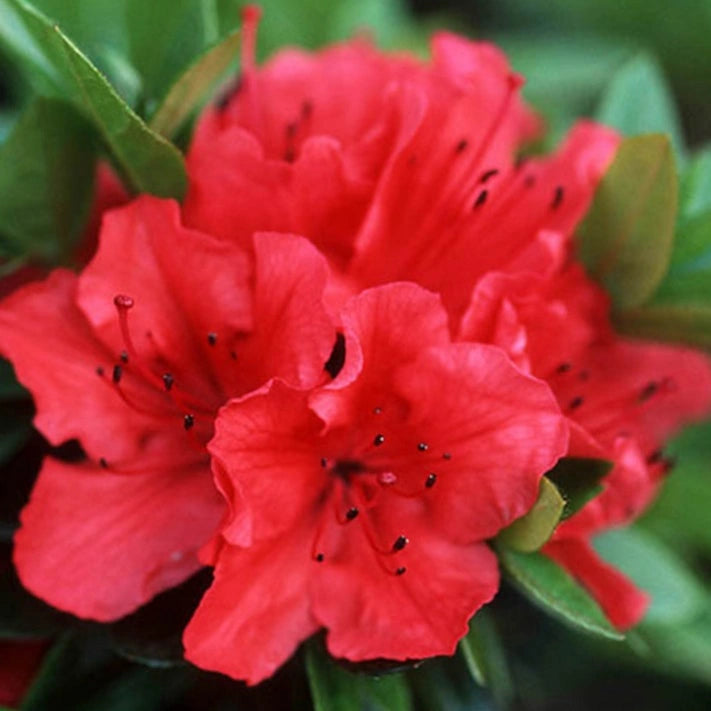 Red Azalea Japanese Evergreen Shrub - Hardy Garden Plant in Grower's Pot (9cm Pot, 20-30cm)