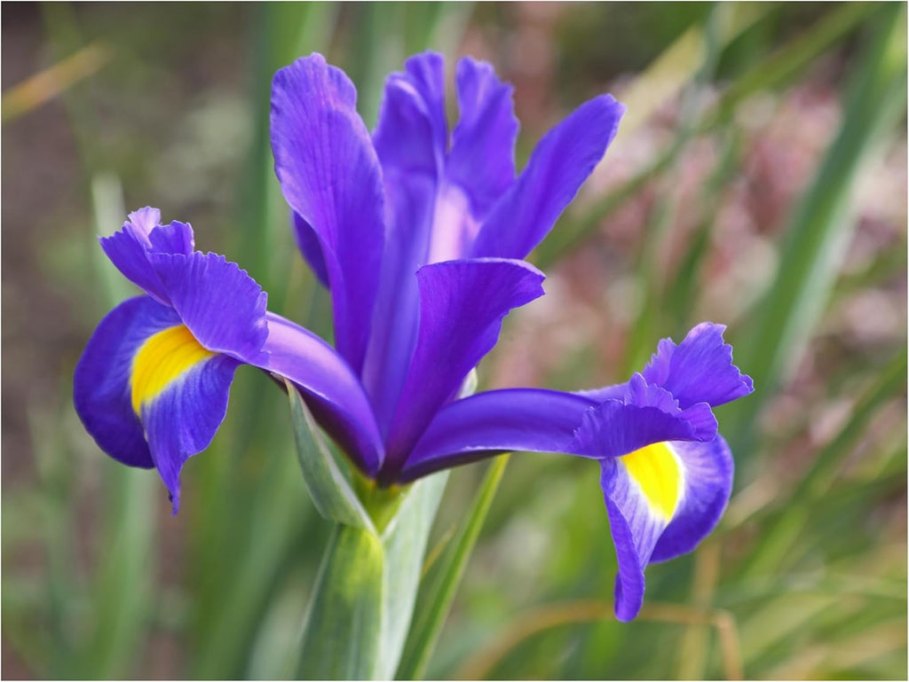 Blue Iris Bouquet – 30 Stems