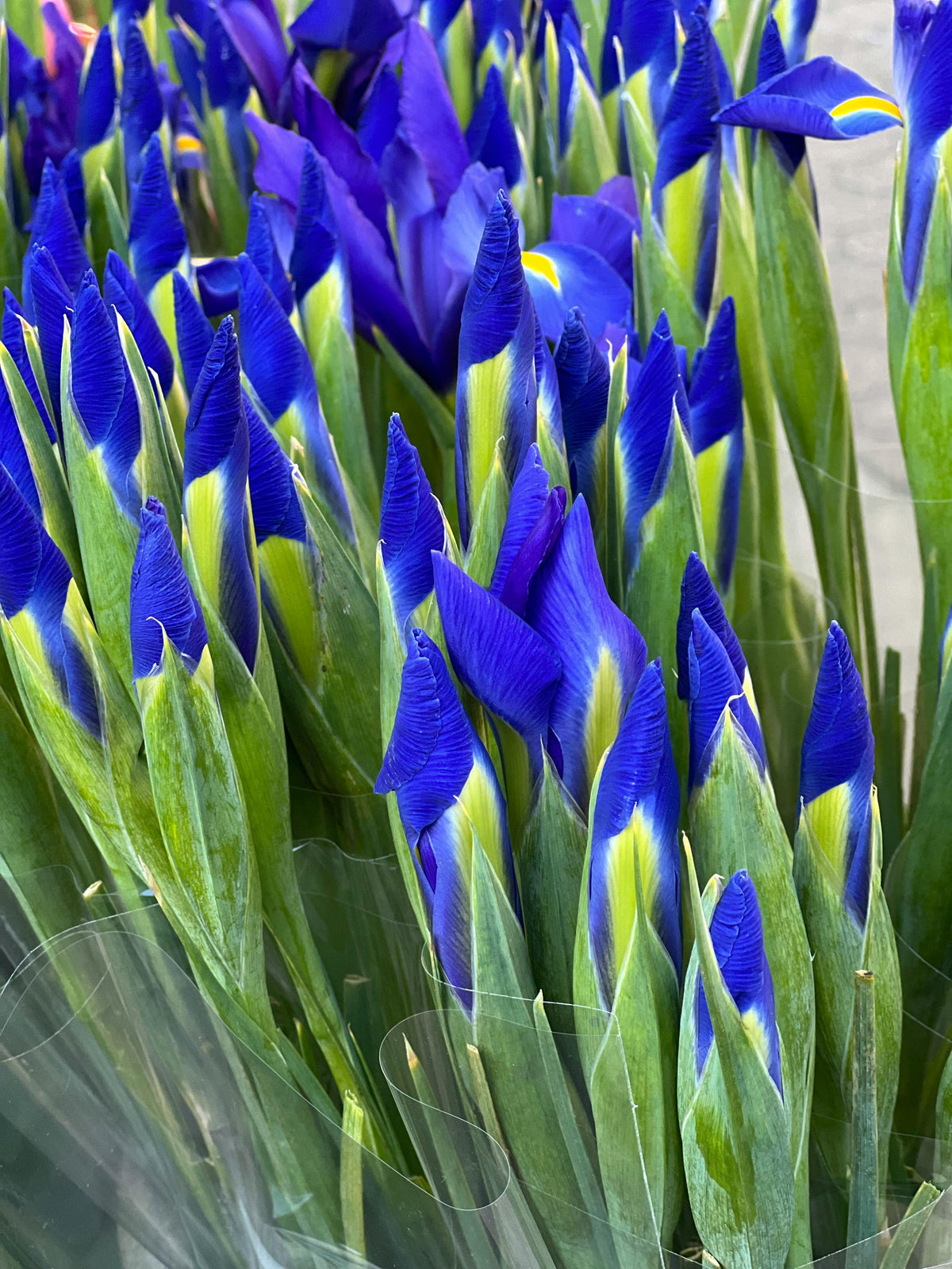 Blue Iris Bouquet – 30 Stems