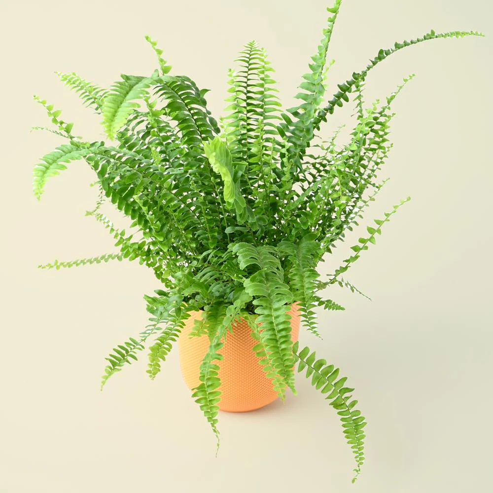 Boston Fern Indoor Plant (25-35cm)