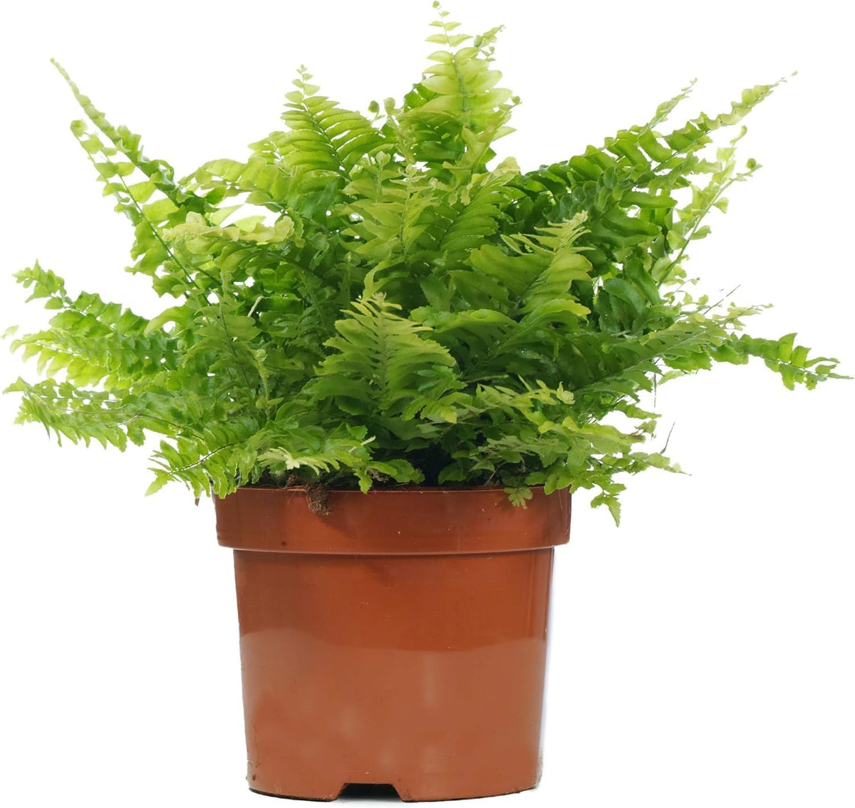 Boston Fern Indoor Plant (25-35cm)