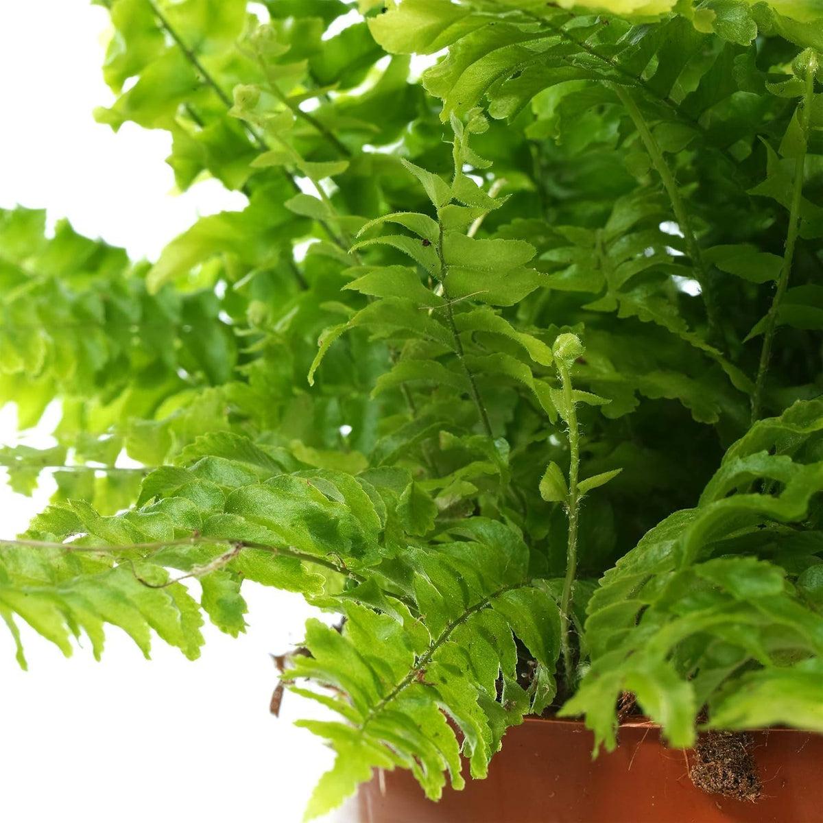 Boston Fern Indoor Plant (25-35cm)