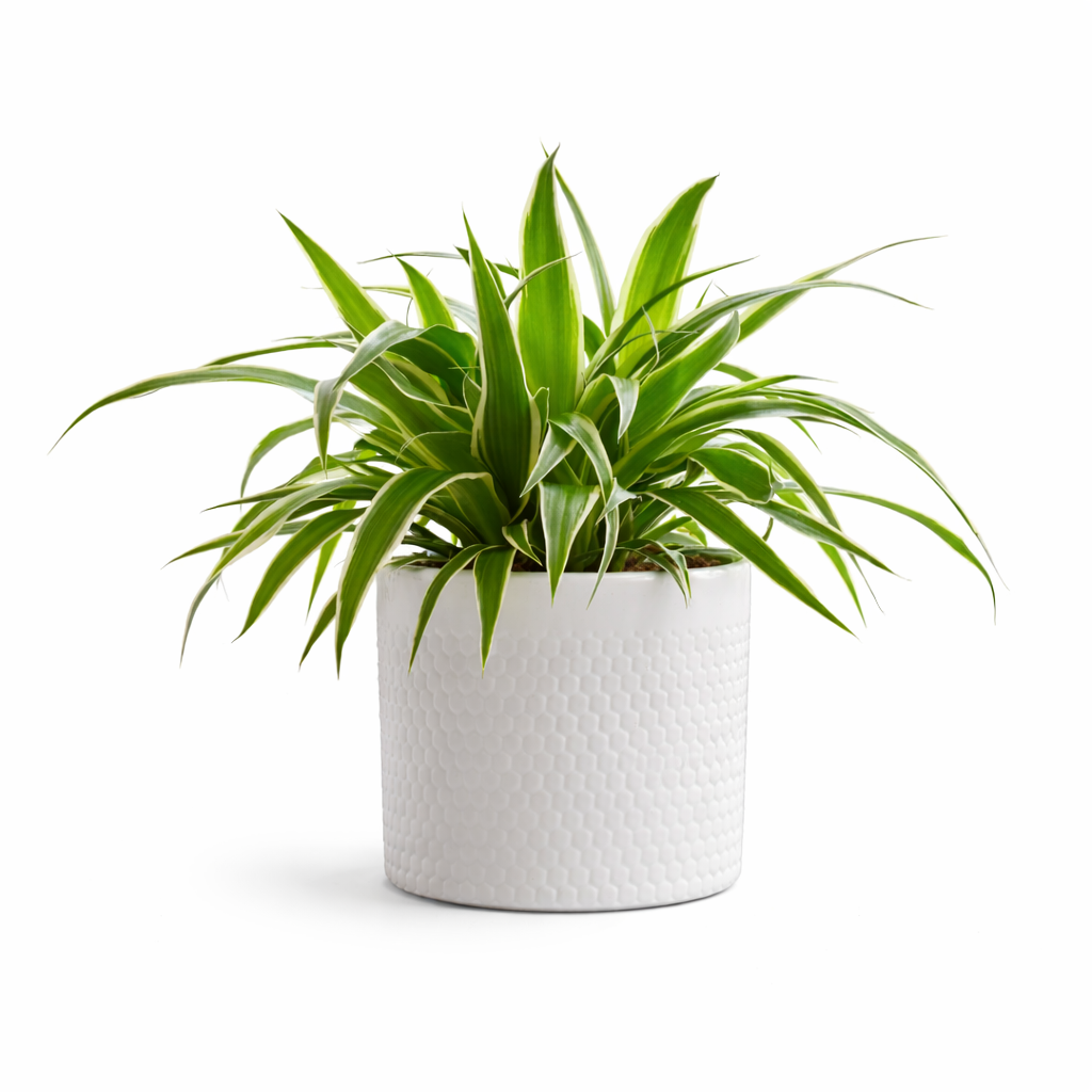 Chlorophytum Variegatum Spider Plant (20-30cm)