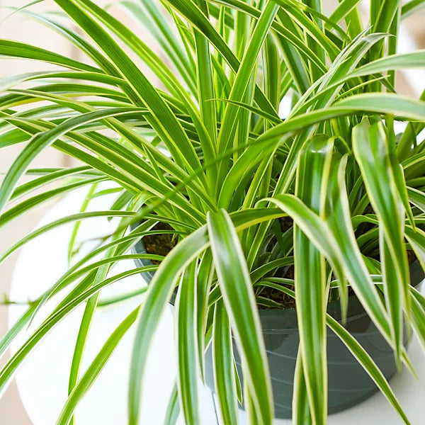Chlorophytum Variegatum Spider Plant (20-30cm)