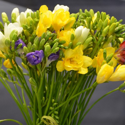 Mother's Day Mix Freesia Bouquet - Fresh Flowers Delivered UK