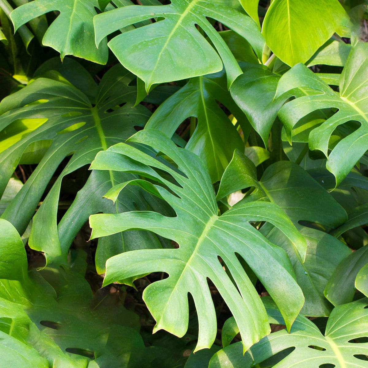 Monstera Swiss Cheese Plant – Air-Purifying Houseplant 40–50cm
