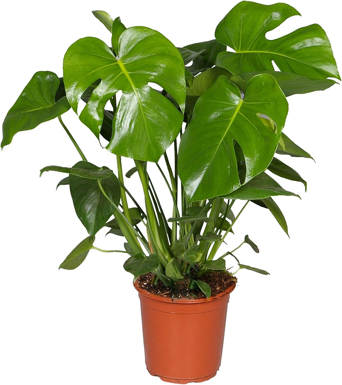 Monstera Swiss Cheese Plant – Air-Purifying Houseplant 40–50cm