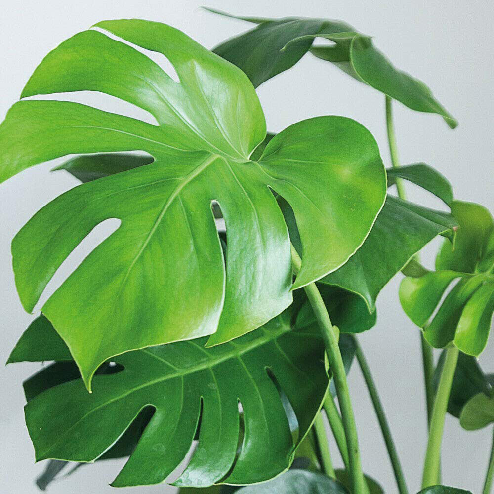 Monstera Swiss Cheese Plant – Air-Purifying Houseplant 40–50cm
