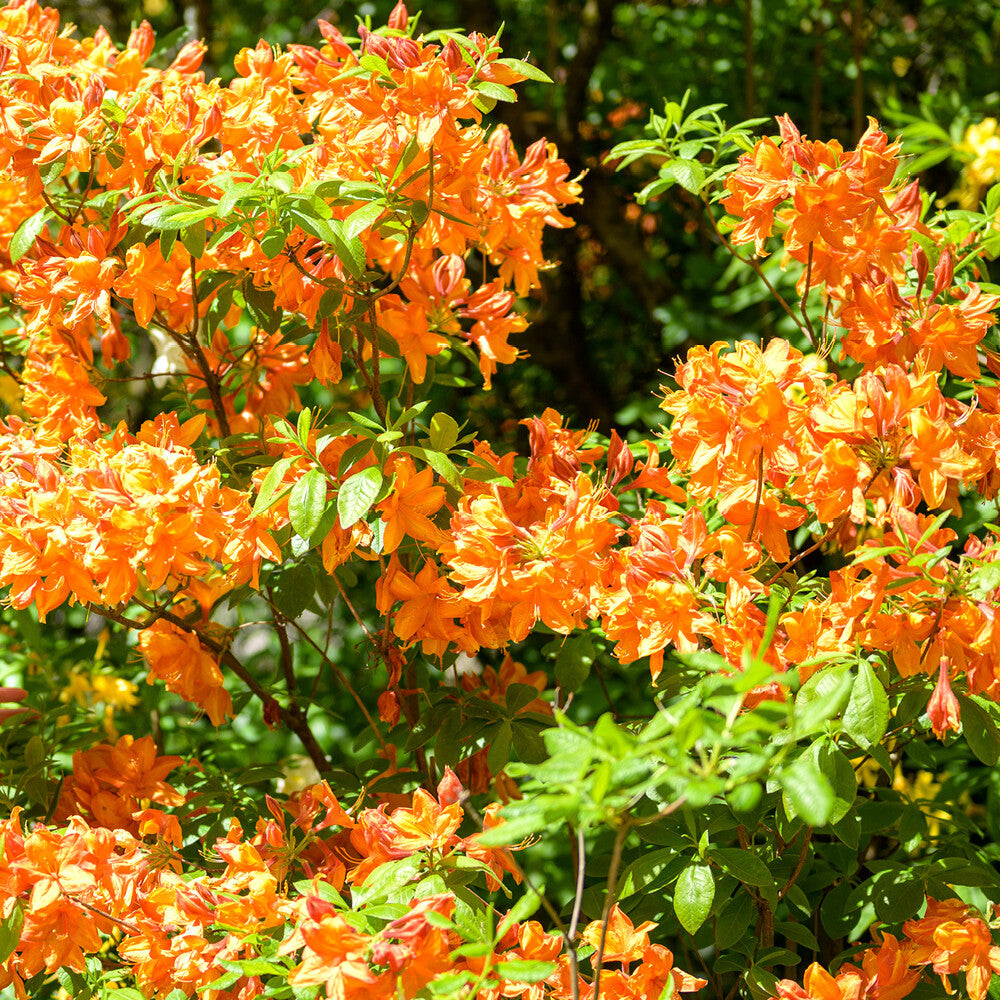 Orange Azalea – Japanese Evergreen Shrub Hardy Garden Plant 9cm Pot 20–30cm