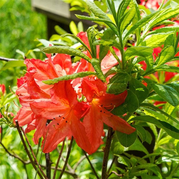 Orange Azalea – Japanese Evergreen Shrub Hardy Garden Plant 9cm Pot 20–30cm