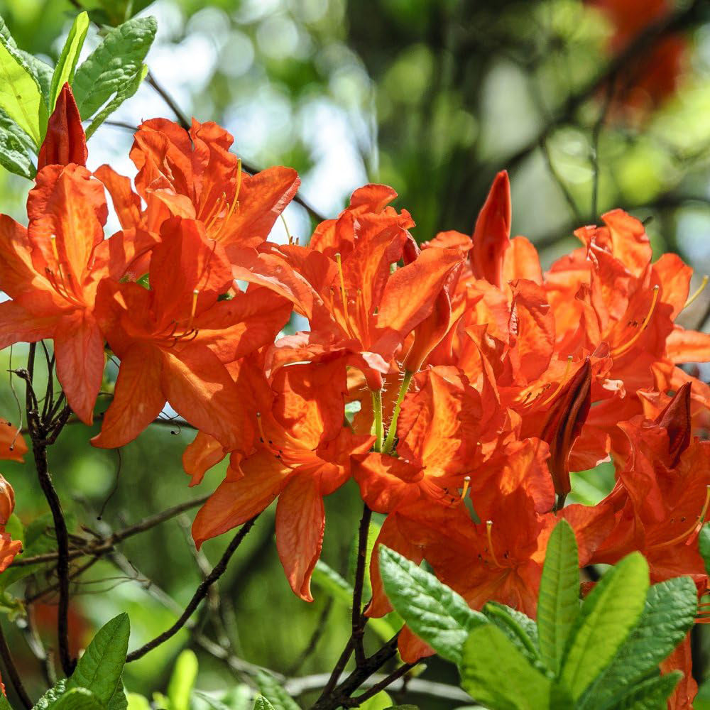 Orange Azalea – Japanese Evergreen Shrub Hardy Garden Plant 9cm Pot 20–30cm