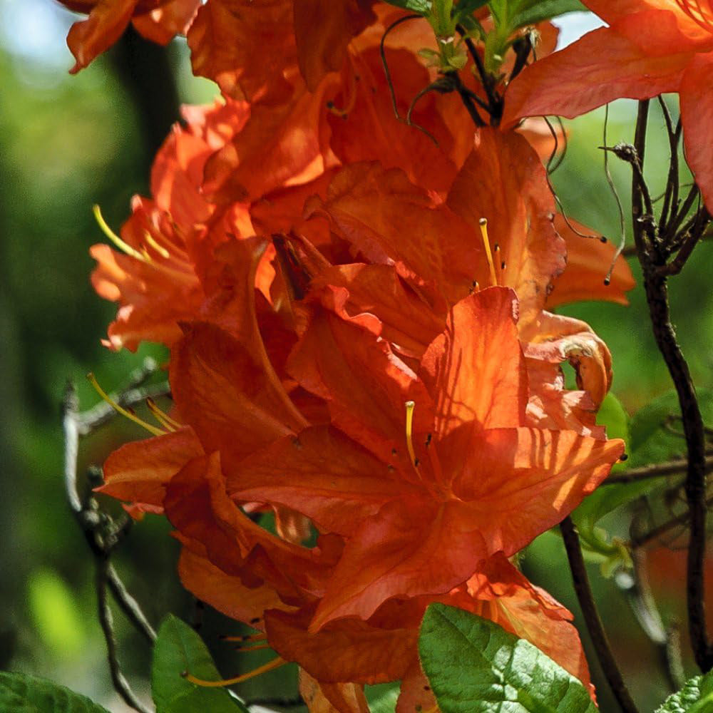 Orange Azalea – Japanese Evergreen Shrub Hardy Garden Plant 9cm Pot 20–30cm