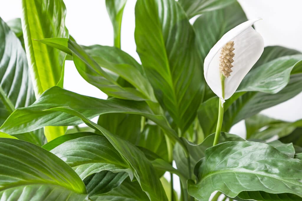 Spathiphyllum Peace Lily Indoor Plant (9cm Pot, 20-30cm)