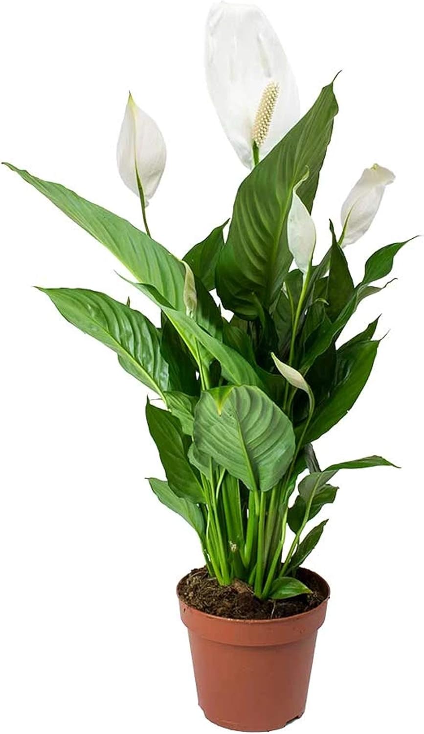 Spathiphyllum Peace Lily Indoor Plant (9cm Pot, 20-30cm)