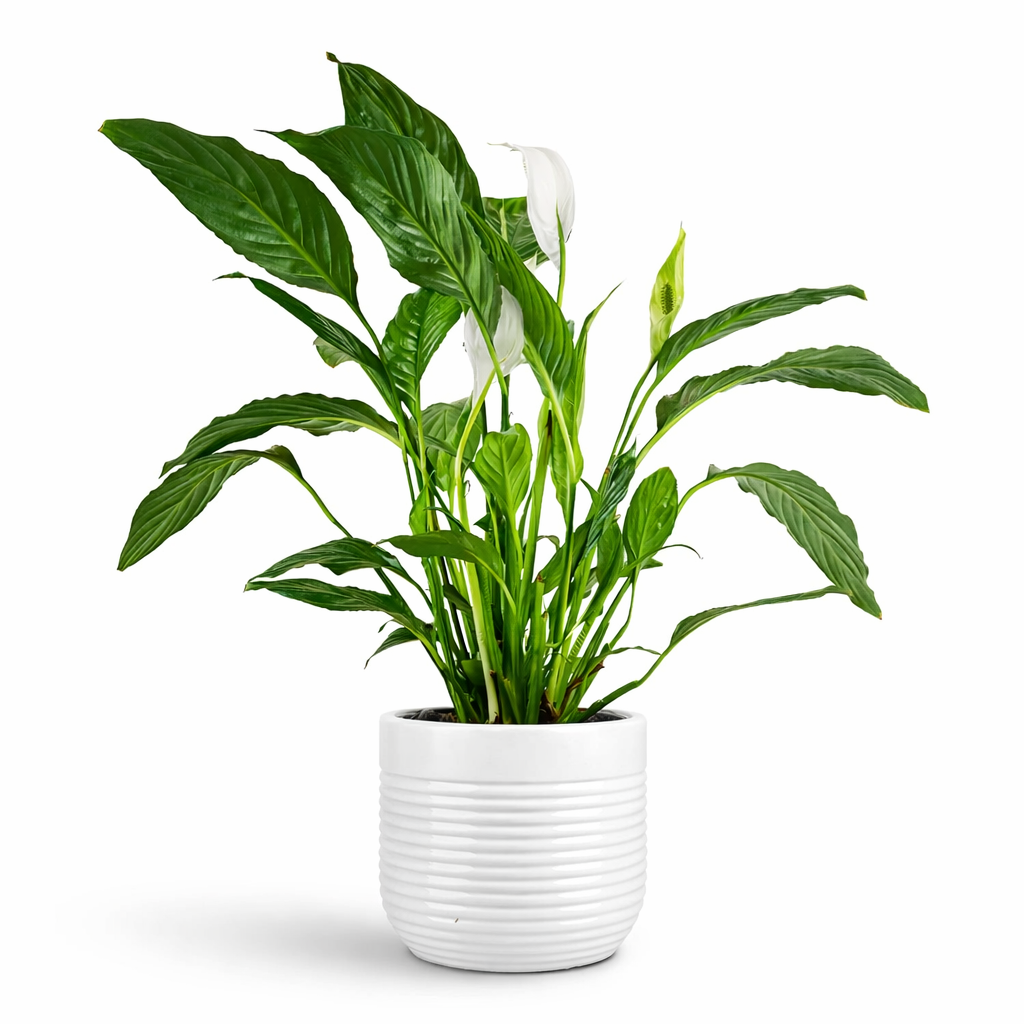 Spathiphyllum Peace Lily Indoor Plant (9cm Pot, 20-30cm)