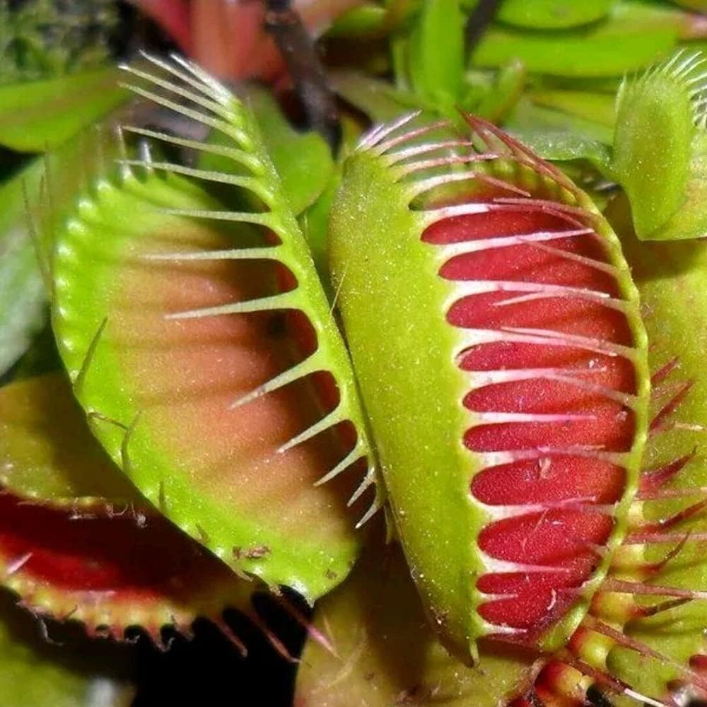 Venus Fly Trap – Dionaea Muscipula Carnivorous Indoor Plant 9cm Pot