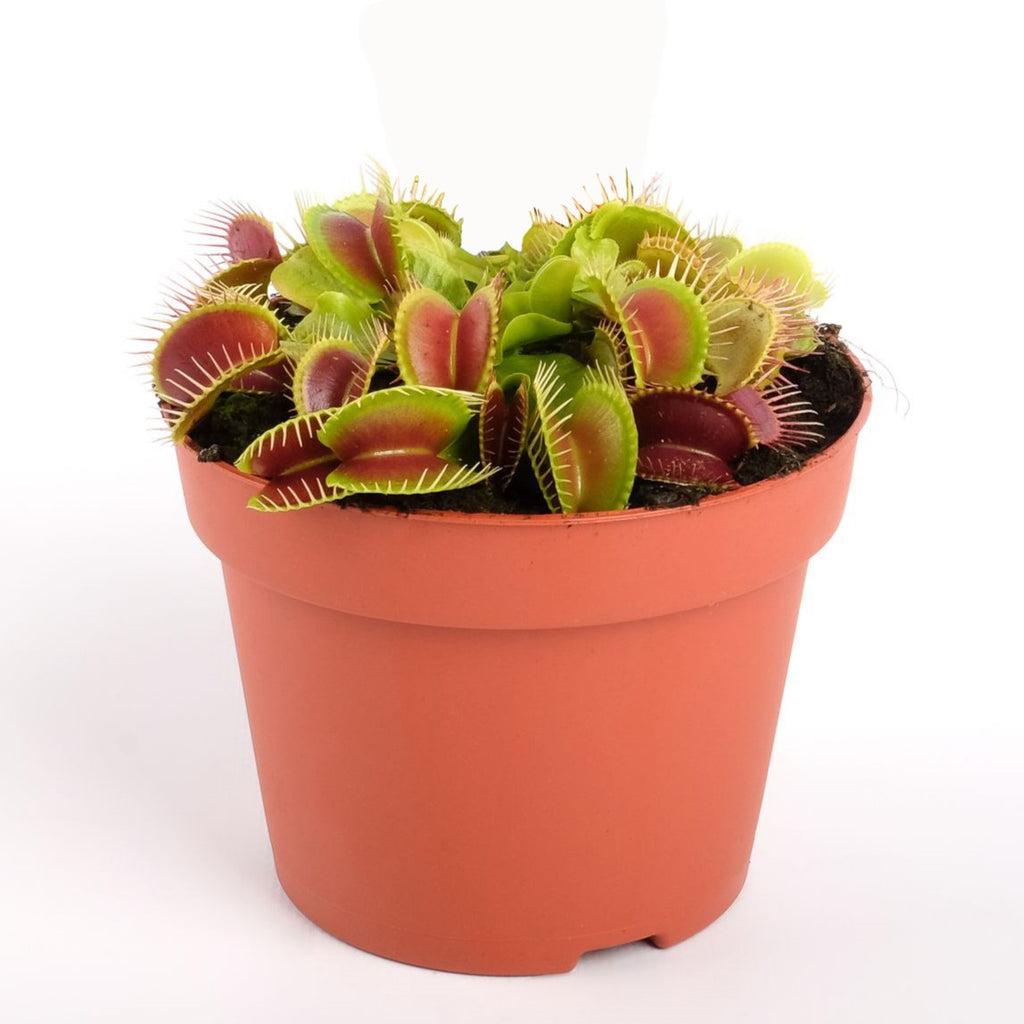 Venus Fly Trap – Dionaea Muscipula Carnivorous Indoor Plant 9cm Pot
