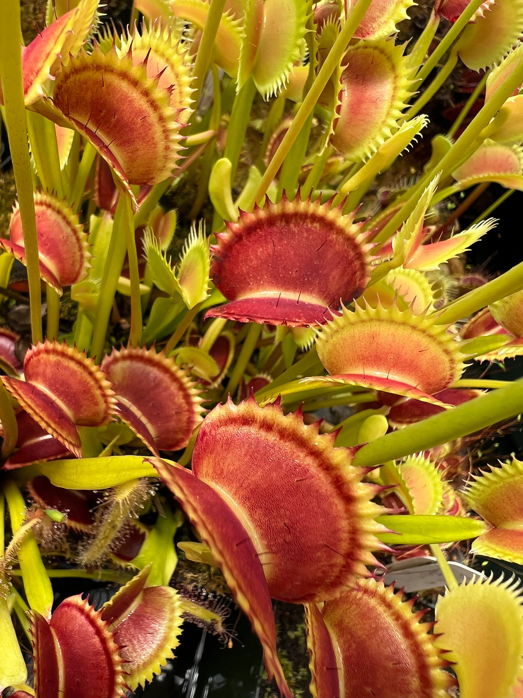 Venus Fly Trap – Dionaea Muscipula Carnivorous Indoor Plant 9cm Pot