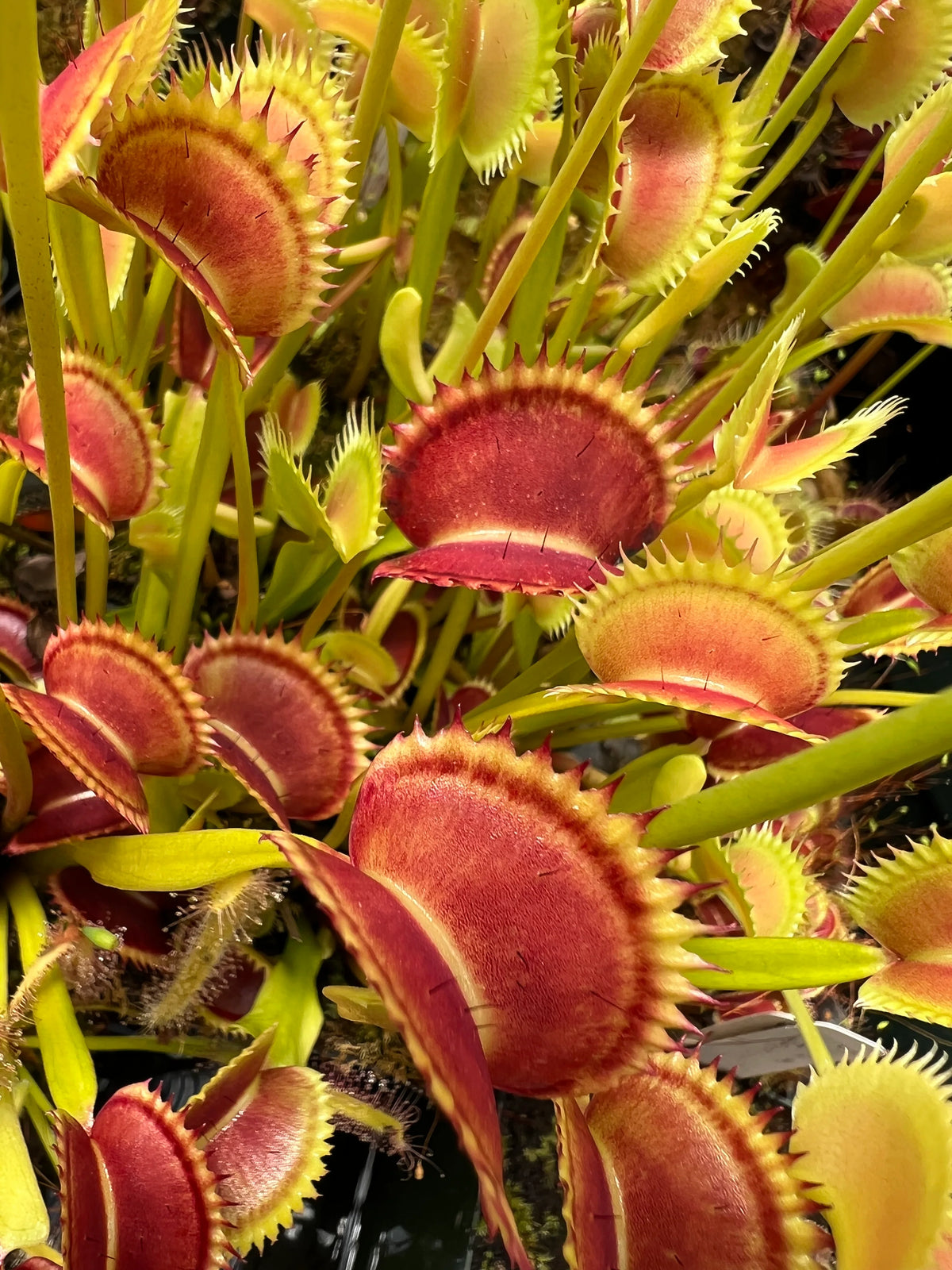 Venus Fly Trap – Dionaea Muscipula Carnivorous Indoor Plant 9cm Pot