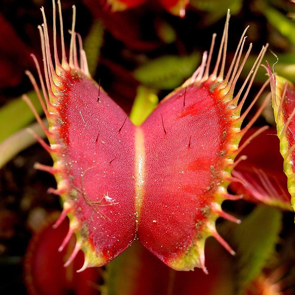 Venus Fly Trap – Dionaea Muscipula Carnivorous Indoor Plant 9cm Pot