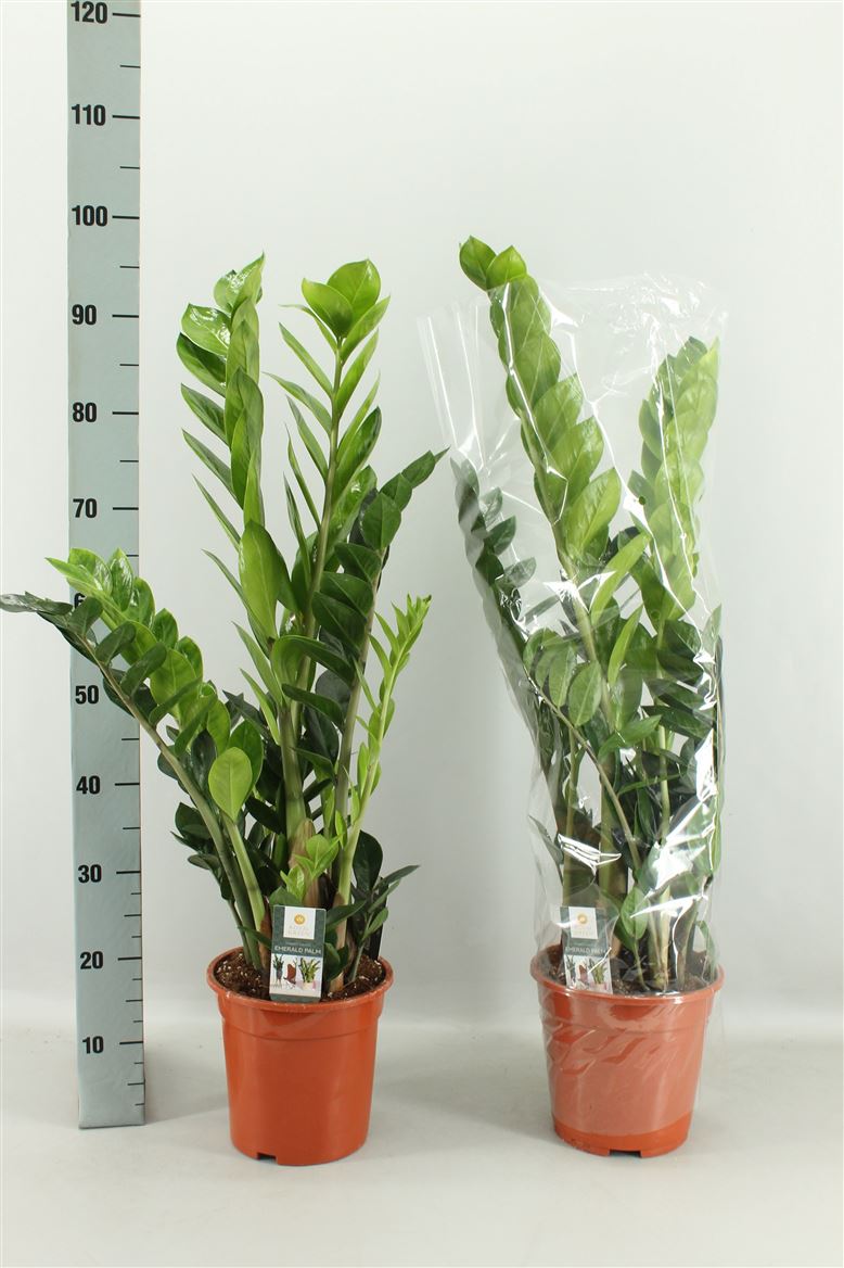 Zamioculcas Zamiifol