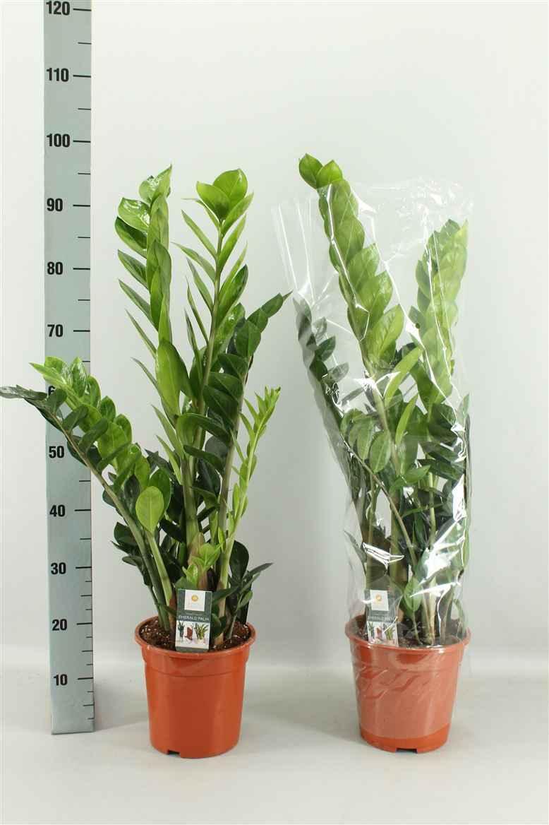 Zamioculcas Zamiifolia Plant - Hardy Indoor Houseplant for Easy Care and Elegance