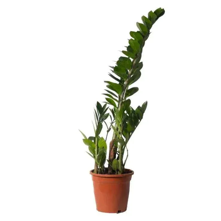 Zamioculcas Zamiifolia Plant - Hardy Indoor Houseplant for Easy Care and Elegance
