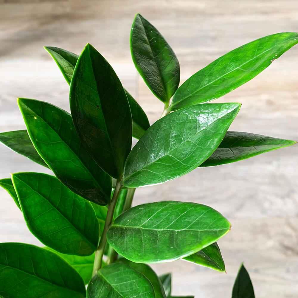 Zamioculcas Zamiifolia Plant - Hardy Indoor Houseplant for Easy Care and Elegance