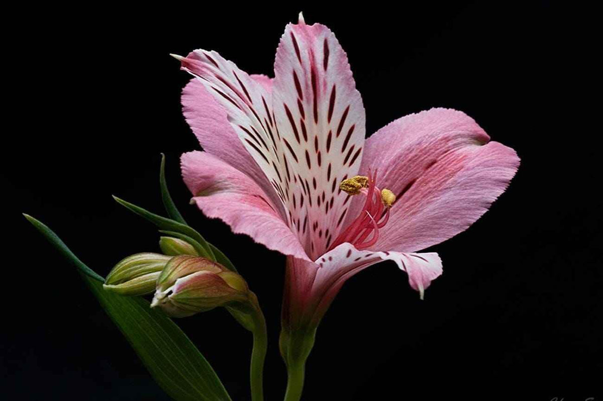 Fresh Alstroemeria Bouquet: Hand-Tied Floral Arrangement - Next Day Delivery UK - Freshness Flowers